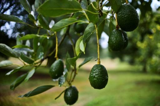 EE.UU. restringió la importación de aguacate de Michoacán, pero no es la  primera vez que ocurre con productos mexicanos - CNN Video