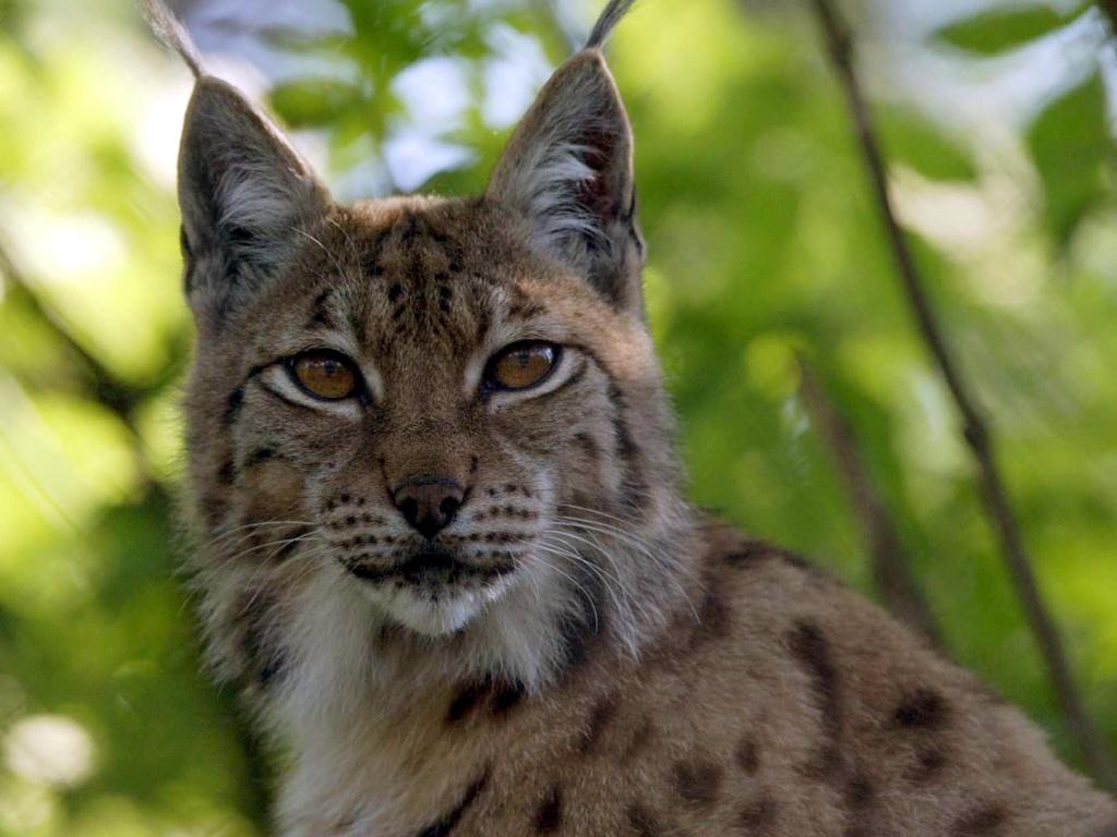 Le lynx boréal : à qui sont ces petites oreilles en pinceaux ?