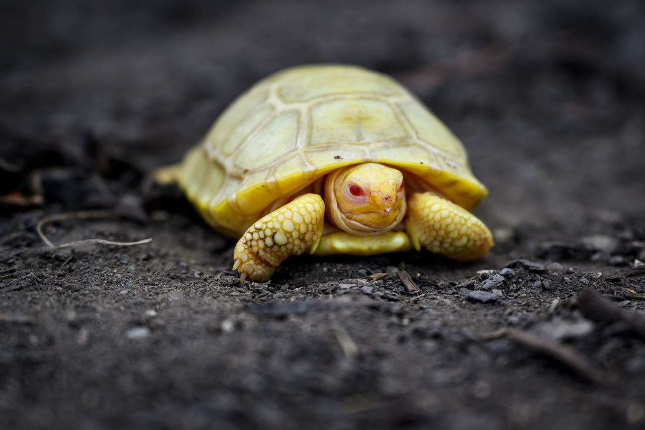 Rare albino Galapagos giant tortoise makes debut at Swiss zoo - SWI ...