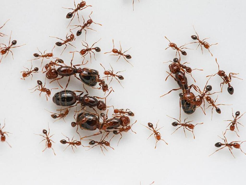 Les survivalistes, fourmis de la fin du monde