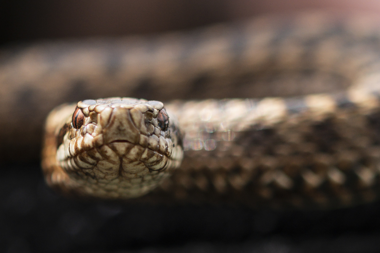 venomous snakes - Google Search  Cobra-real, Veneno de cobra, Cobras