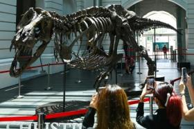 Esqueleto de T-Rex de 67 milhões de anos será leiloado na Suíça