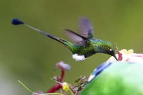 蜜を吸うハチドリ