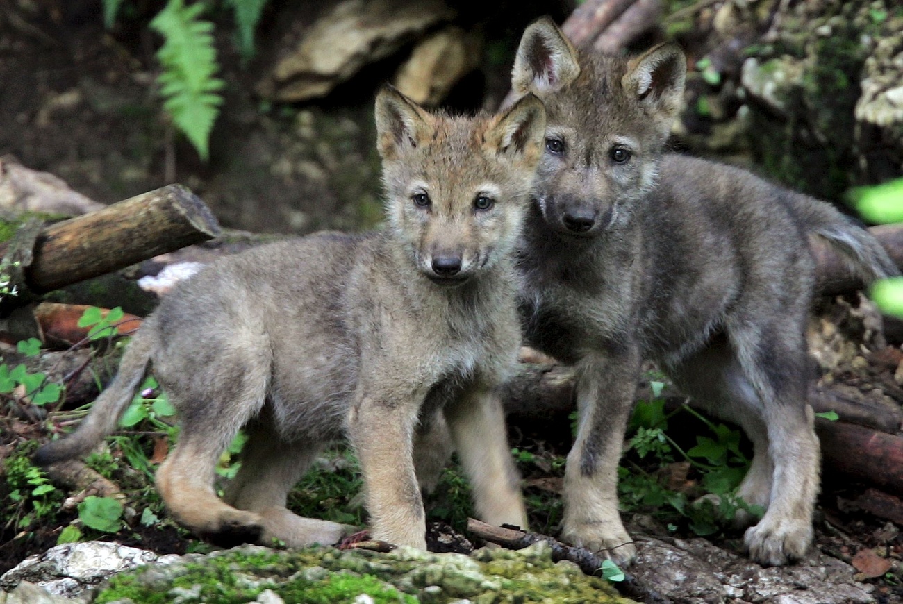 Wolf pack ends century of absence at Swiss National Park - SWI swissinfo.ch