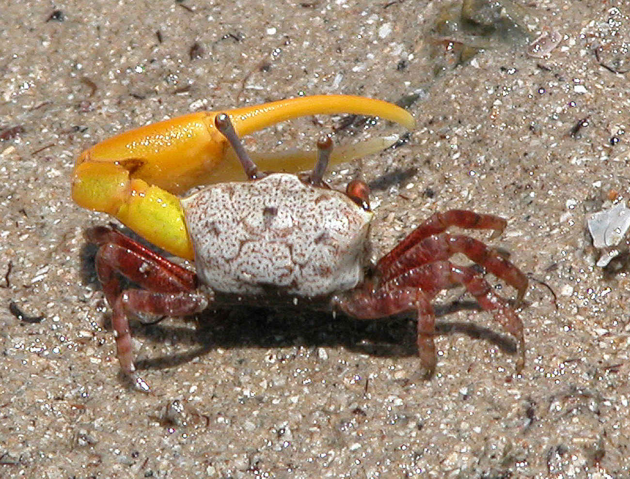 baby fiddler crabs