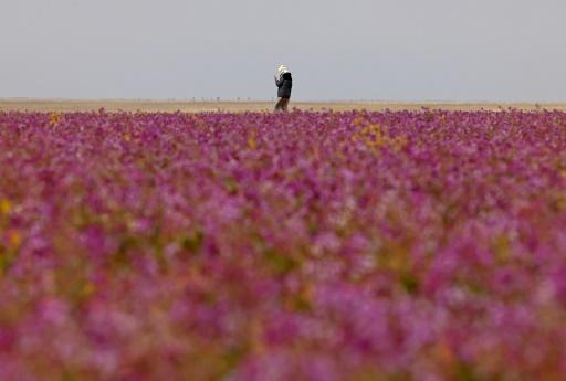 El extraordinario espectáculo de un desierto lleno de flores moradas en  Arabia Saudita - SWI 