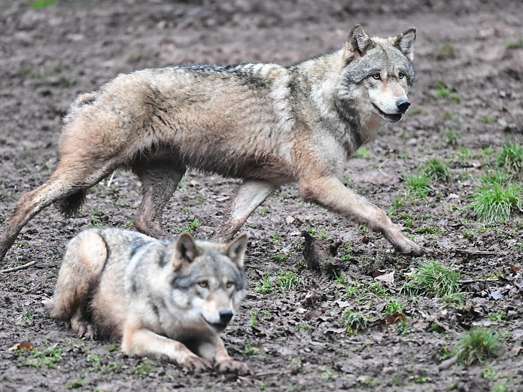 En Roumanie, le loup cherche la cohabitation