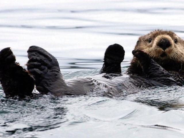 Stati Uniti: Lontra marina aggredisce gruppo di surfisti in