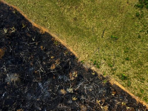 Amazônia: Desmatamento tem segunda maior cifra da série, diz Inpe