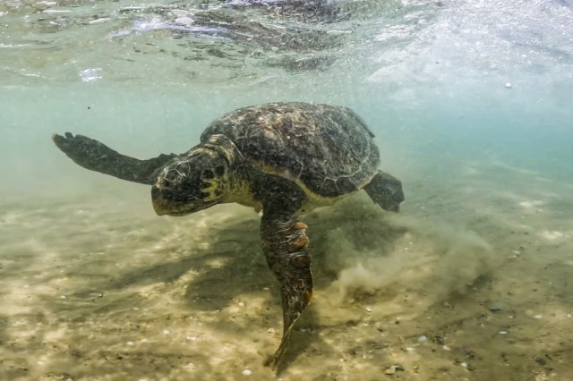 Swiss study shows turtles have not changed size during evolution