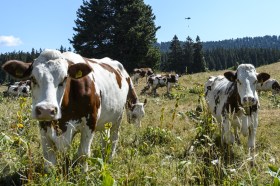 As vacas na Suíça têm a reputação de serem felizes, e isso - é claro - aumenta o preço do leite. Keystone / Jean-christophe Bott