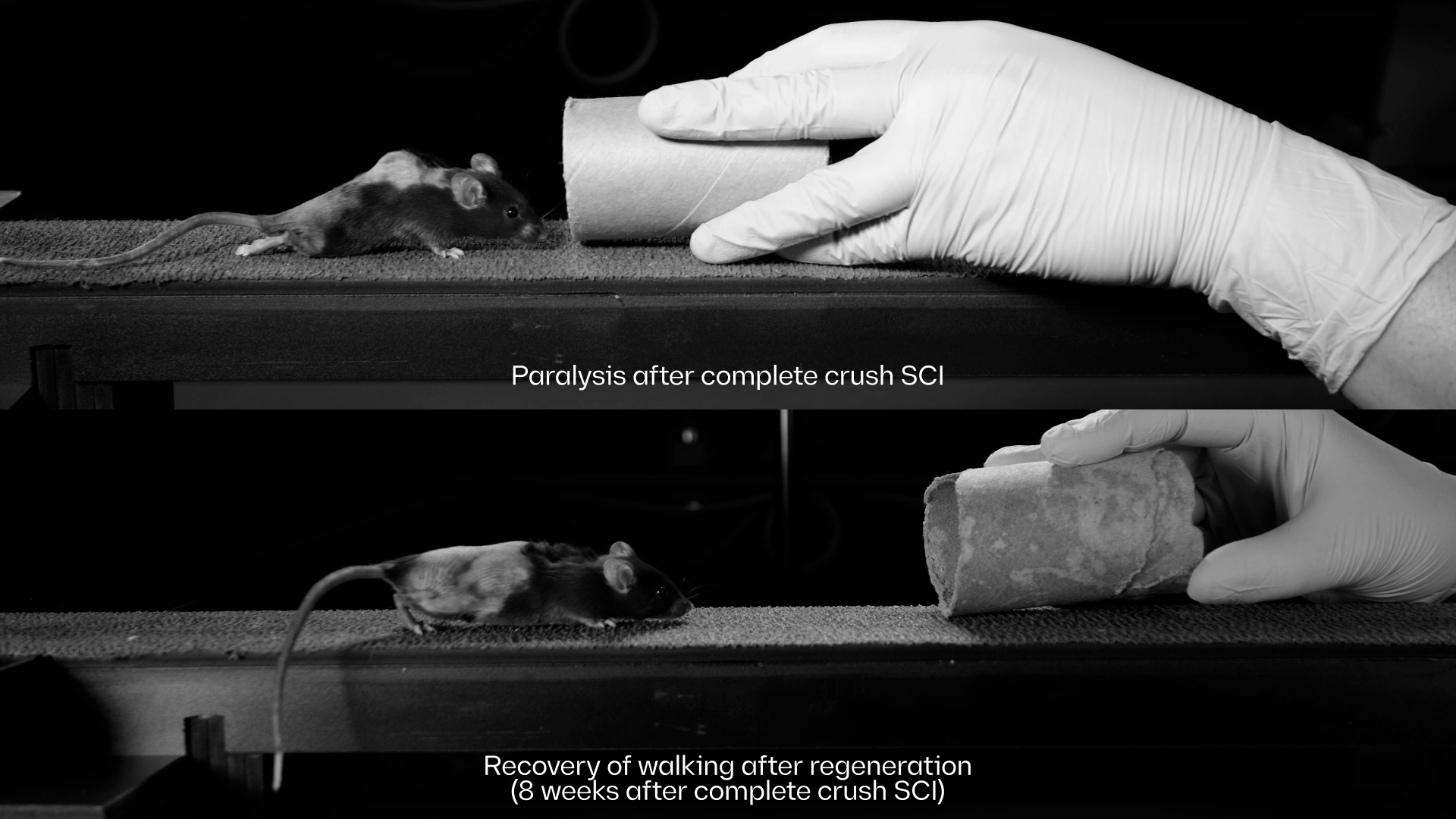 Paralyzed rats walk again in Swiss lab study