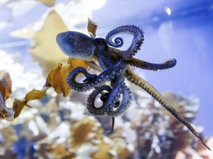 Octopus-inspired patch for drug delivery, Zurich study finds