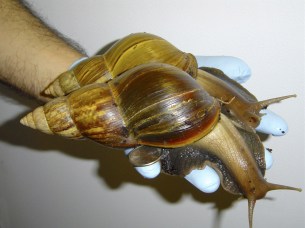 Giant land snail slime threatens human health, says Swiss study