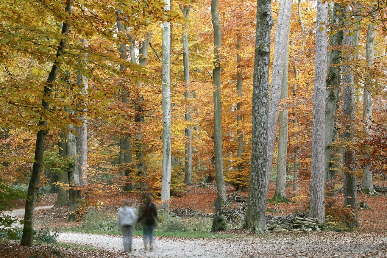 Swiss university study: forests could capture even more CO2