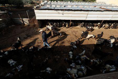 Cross-border fighting is dangerous and devastating for herders in southern Lebanon