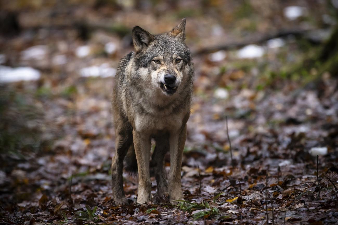 Wolf cull surprisingly efficient in Swiss canton - SWI swissinfo.ch