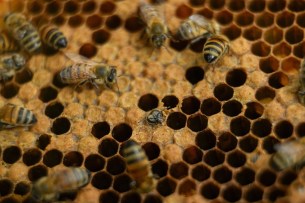 Bees produce nutrients for their gut bacteria