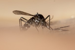 Novel vaccine against dengue tested successfully in Switzerland