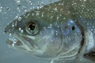Why isn't the salmon making a comeback in Switzerland?